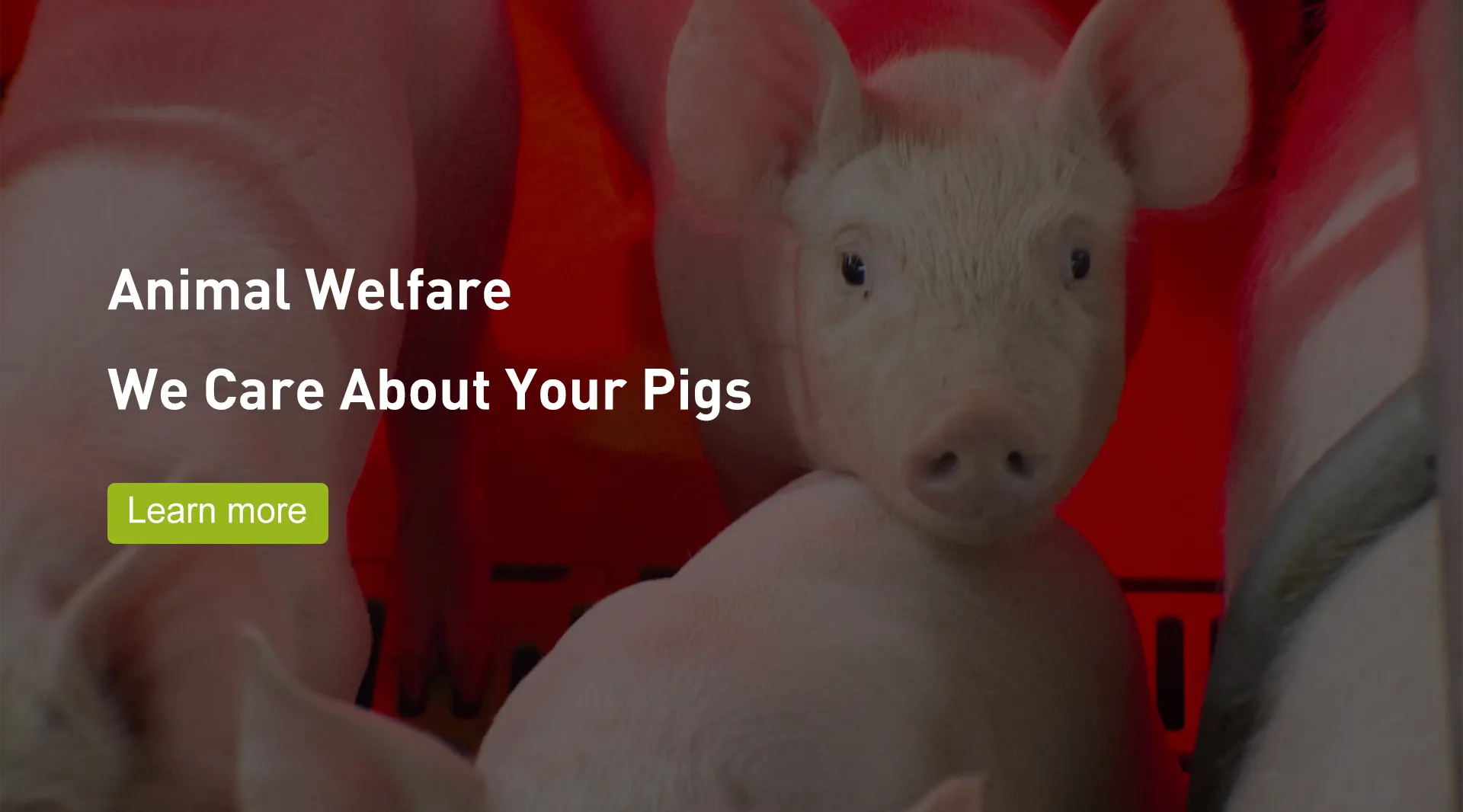 Pig Welsafe Farrowing Crate