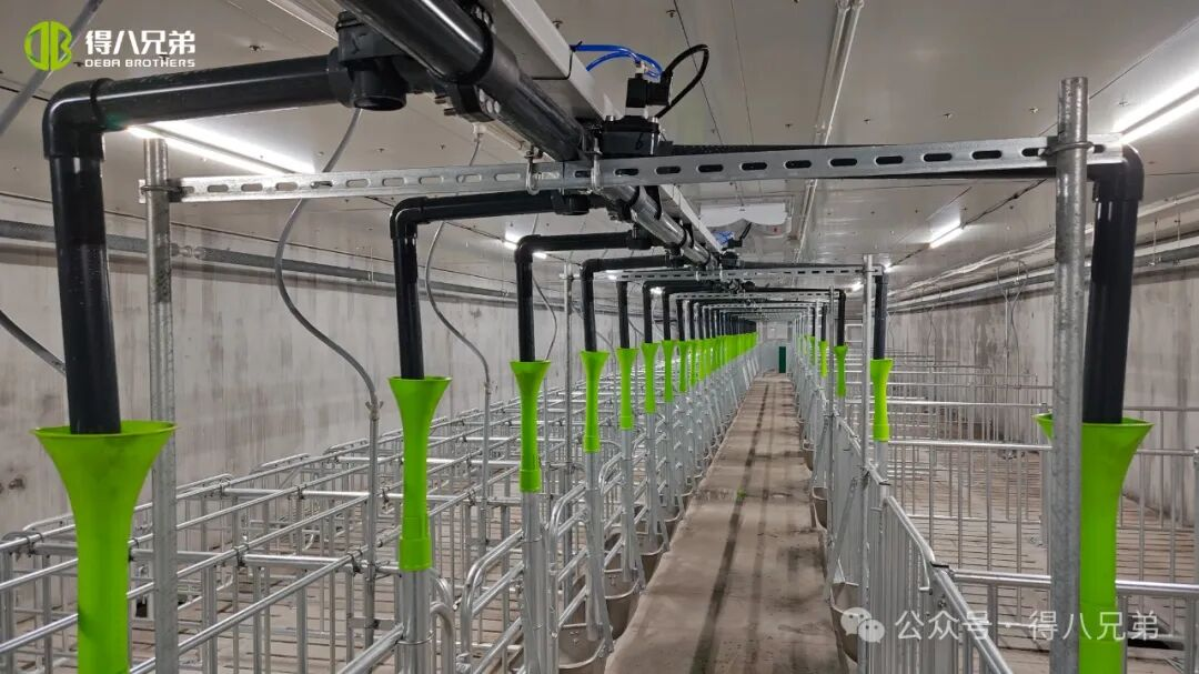 پایگاه نمایشی پرورش و پرورش خوک سیاه دبا برادر لیشا - عملیات یکپارچه 2000 خروس، 50000 کشتار سالانه، 67000 متر مربع