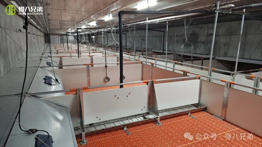 پیشگیری و مدیریت استرس گرمایی در مزارع خوکی در طول هوای گرم