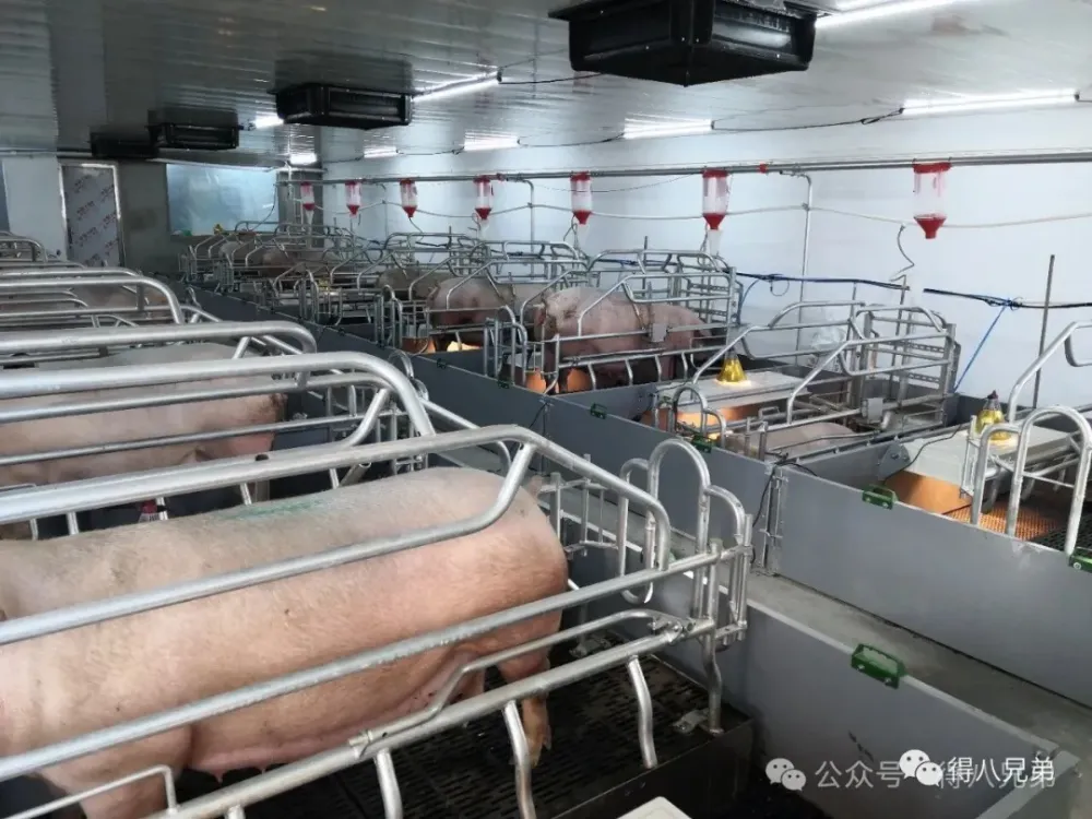 Lift Farrowing Crate